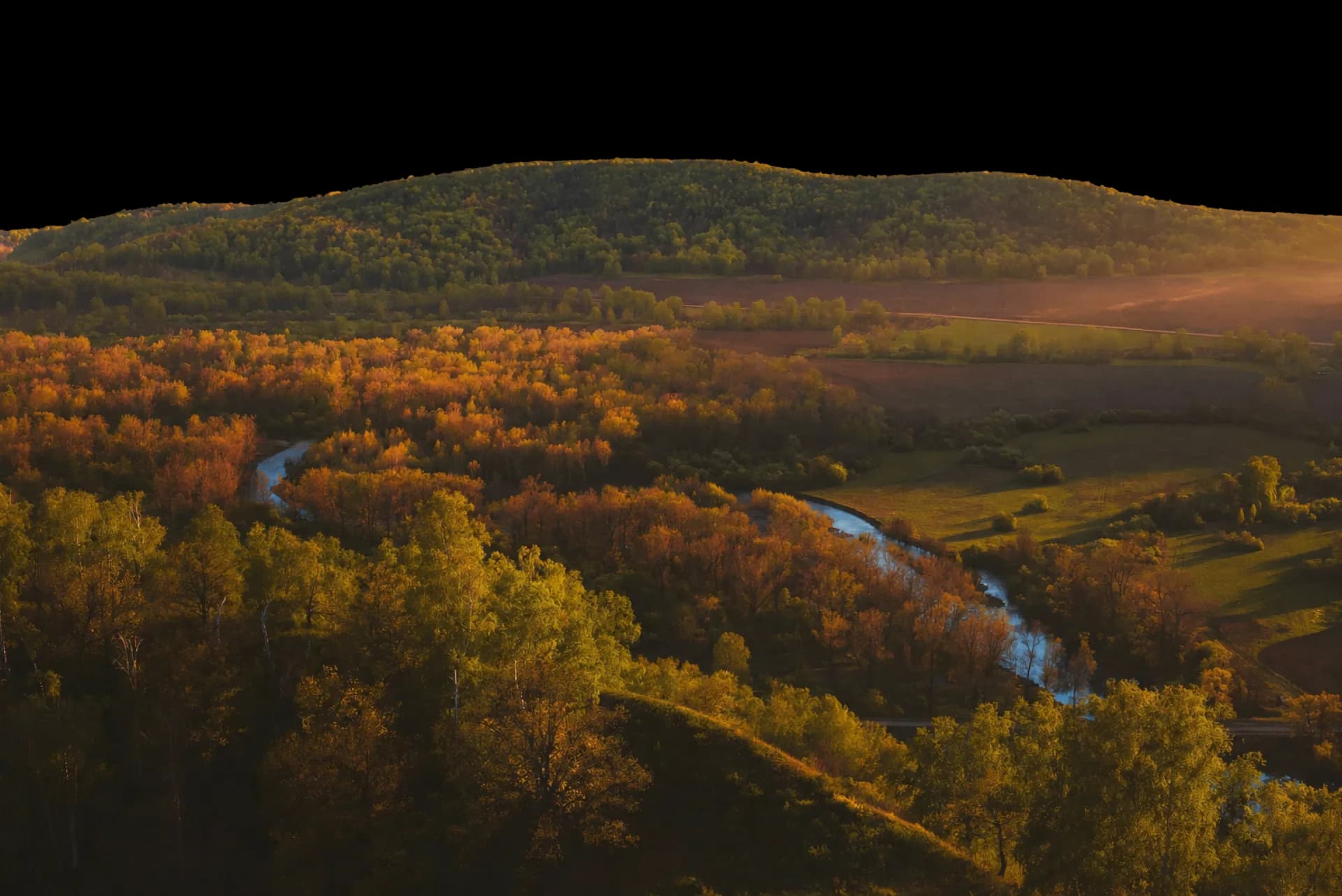 Foreground forest and trees at sunset